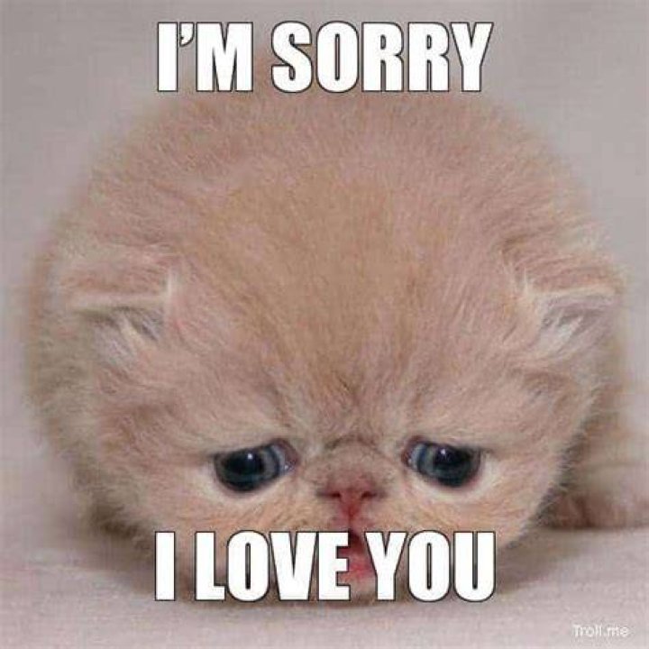 40 Adorable I&rsquo;m Sorry Memes People Won&rsquo;t Be Able To Resist Sorry