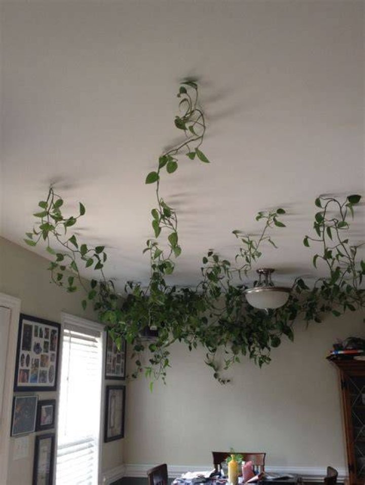 Fake vines on ceiling and wall in 2023 Wall decor bedroom, Cozy room
