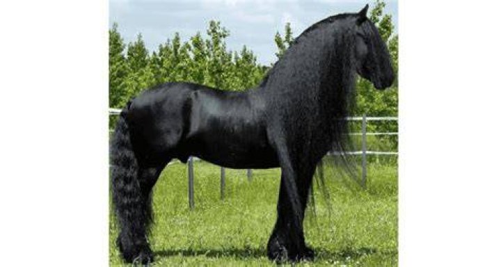 Friesian horse the history and hallmarks of this stunning Dutch breed