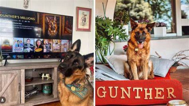 Gunther VI The German Shepherd With A 580 Million Net Worth
