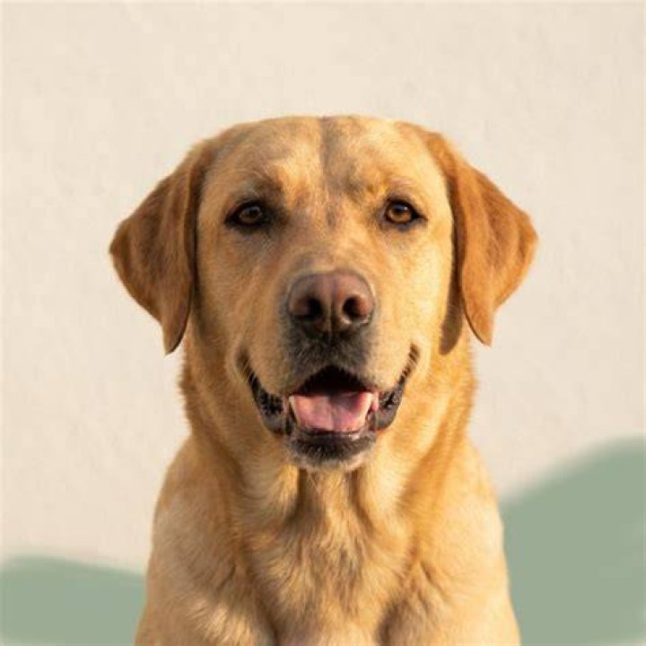 Honey the golden Labrador, pictured, survived the horrific crash that killed her owners