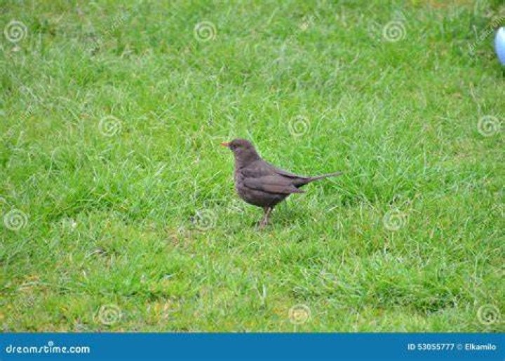 Ordinary Blackbird stock image. Image of careful, garden 53055929