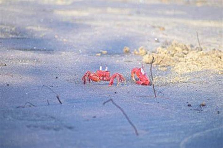 Red Lobster’s Unlimited Crabs Disaster by Sean Kernan Lessons from