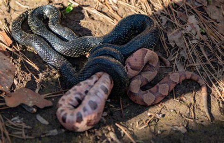 Snake Eats Another Snake Caught On Camera YouTube