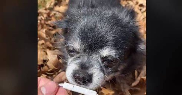 What Happened to Pudgywoke? Some Are Concerned About the TikTok Dog
