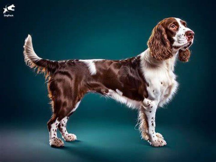 Who Is Springer's Wife Charlise Castro?