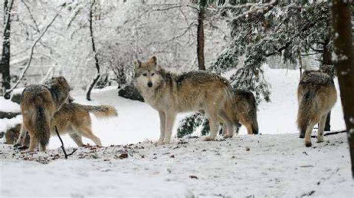 Real Housewives Of Salt Lake City: Jen Shah shares feelings of betrayal over dispute with designer 13 Wolf's head: Jen showed up to the shoot wearing a wolf hat that appeared to be made out of a real wolf's head