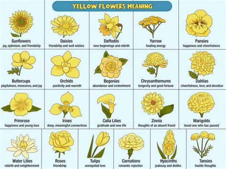 Yellow Flower Meaning and Varieties
